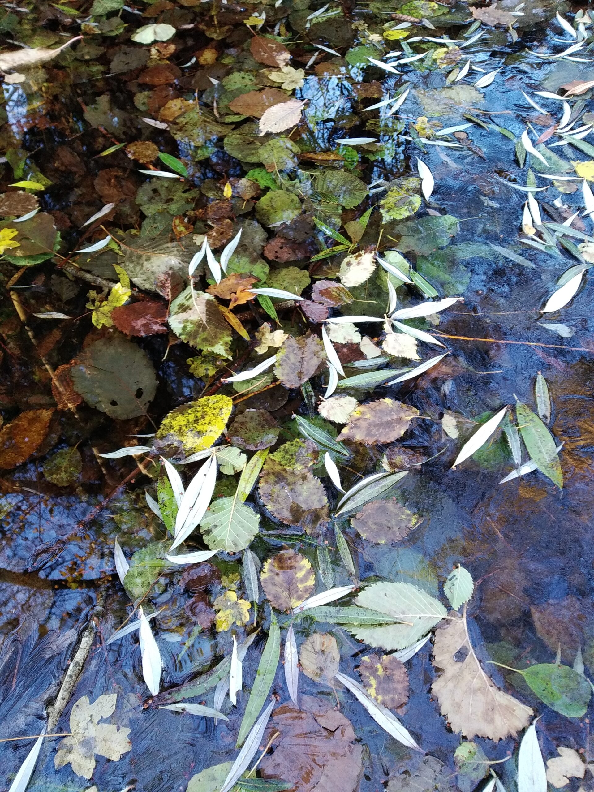 La nature se prépare pour l’hiver