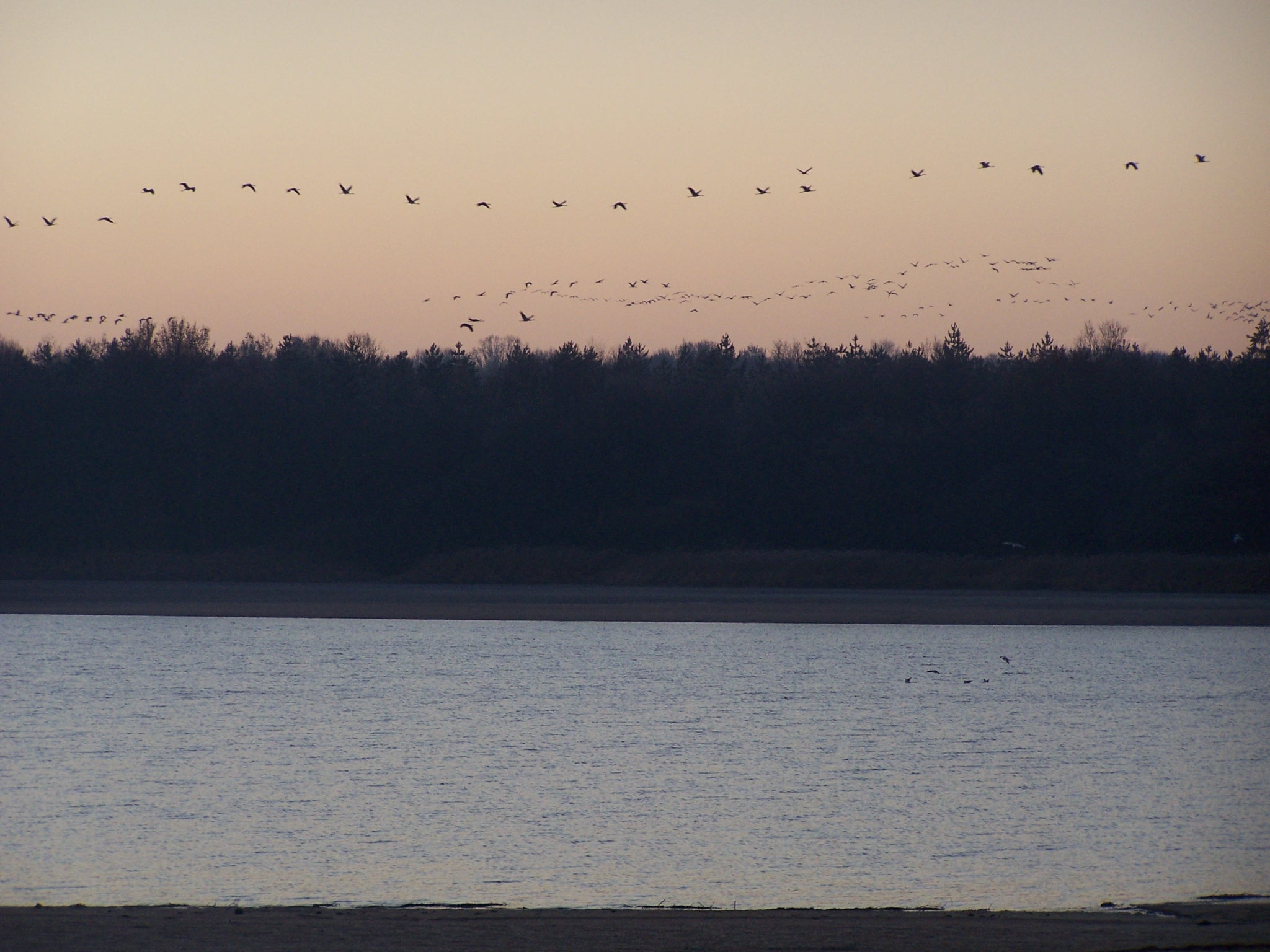 Sortie à la découverte des oiseaux hivernants et des grues