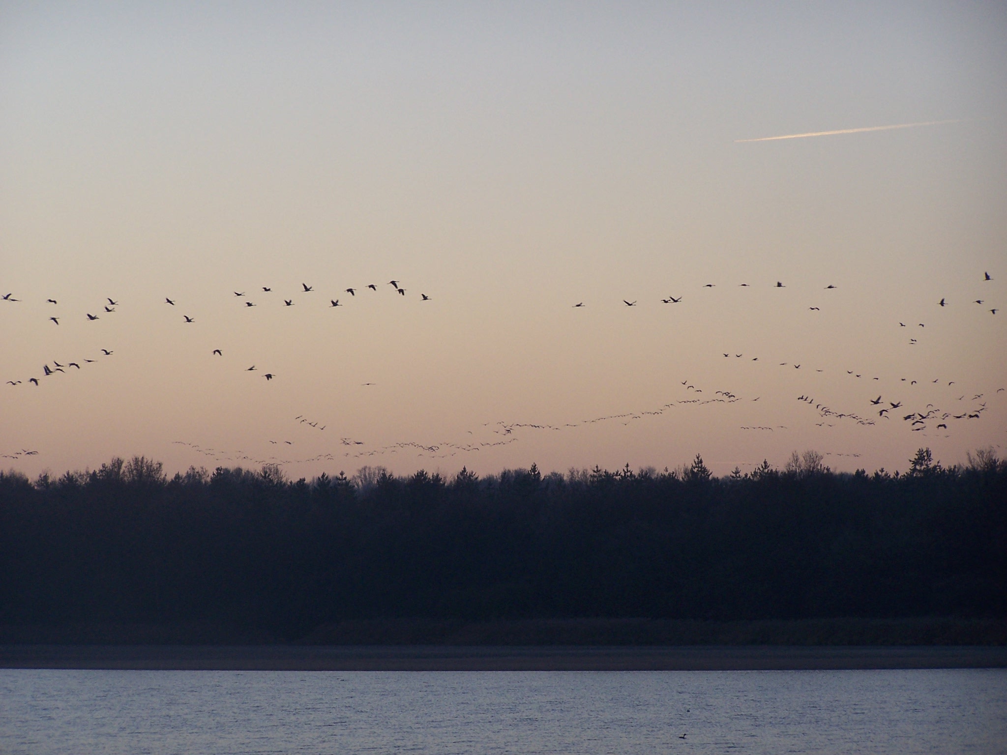 Sortie à la découverte des oiseaux hivernants et des grues